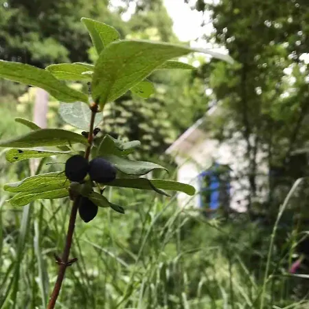 Le Jardin De Marjo Dans La Foret Du Dragon Murols